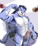  ambiguous_fluids blue clothing coat erection felid genitals hi_res male male/male mammal mirror muscular pantherine papilla penis seminal solo spermary tail tiger tongue topwear 