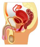  alpha_channel anatomical_diagram anatomy anatomy_chart anatomy_reference balls bladder bone chart digital_drawing_(artwork) digital_media_(artwork) fk2169 genitals herm hi_res human humanoid intersex maleherm mammal organs ovaries penis prostate pussy simple_background solo spine transparent_background urethra uterus 