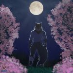 anthro bottomwear canid canine canis cherry_blossom clothing fur grass grey_body grey_fur hi_res light male mammal moon moonlight nature netiscraft night pants plant shirt solo star topwear tree wallpaper wolf