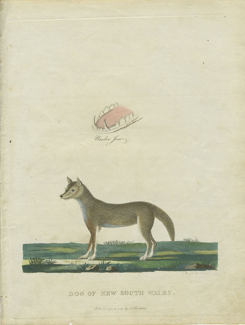 1789 18th_century ambiguous_gender ancient_art brown_body brown_fur canid canine canis dingo english_text feral fur grass hi_res looking_away mammal open_mouth outside peter_mazell plant solo text traditional_media_(artwork)