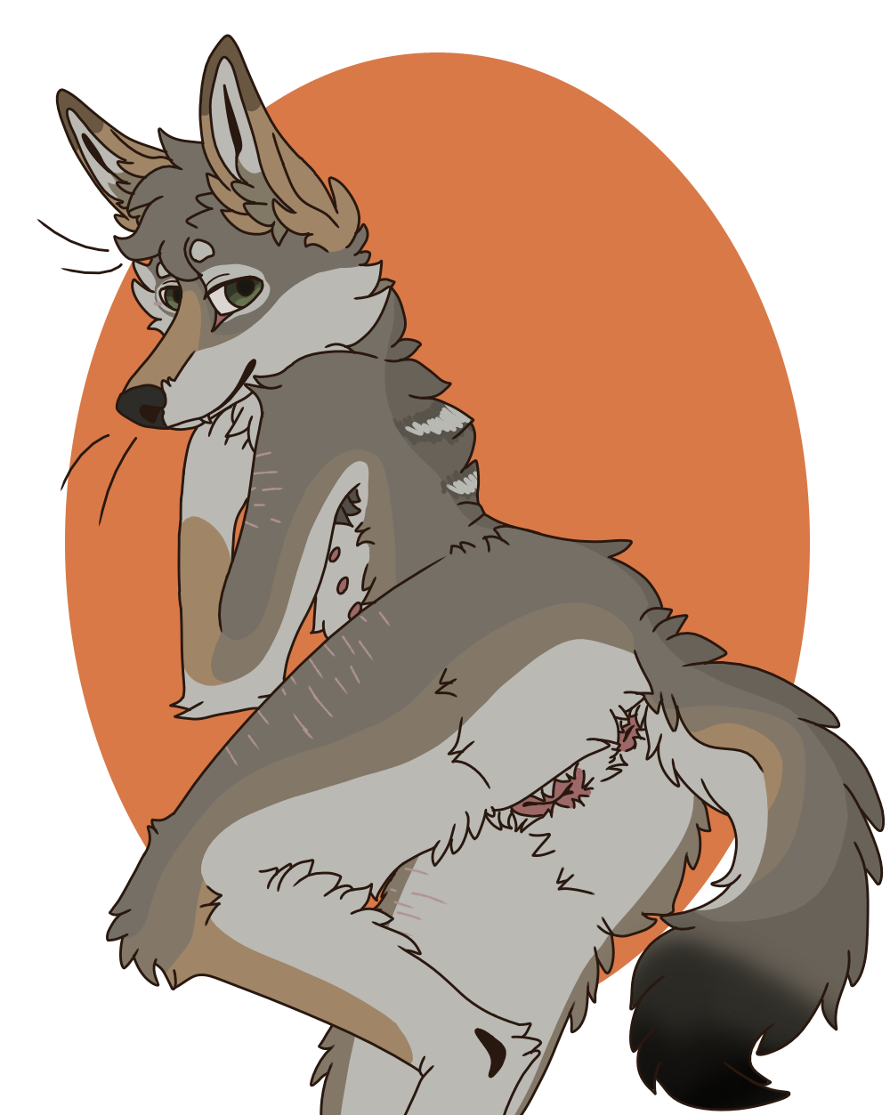 anatomically_correct anatomically_correct_genitalia andromorph anthro armpit_tuft belly_nipples black_nose black_tail_tip brown_body brown_fur cackling-beast canid canine canis coyote daydream_(cackling-beast) fur genitals green_eyes hi_res intersex looking_at_viewer looking_back lying mammal on_front orange_ears scar solo tufted_fur