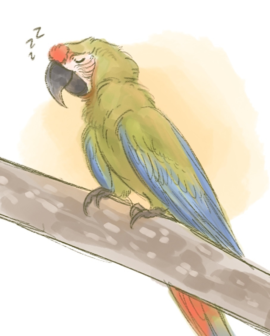 alterhuman_lore ambiguous_gender ara_(genus) avian bird blue_body blue_feathers eyes_closed feathers feral great_green_macaw green_body green_feathers happy macaw multicolored_body multicolored_feathers neotropical_parrot oddiitea parrot perch red_body red_feathers sleeping smile solo sound_effects therian_lore true_parrot zzz