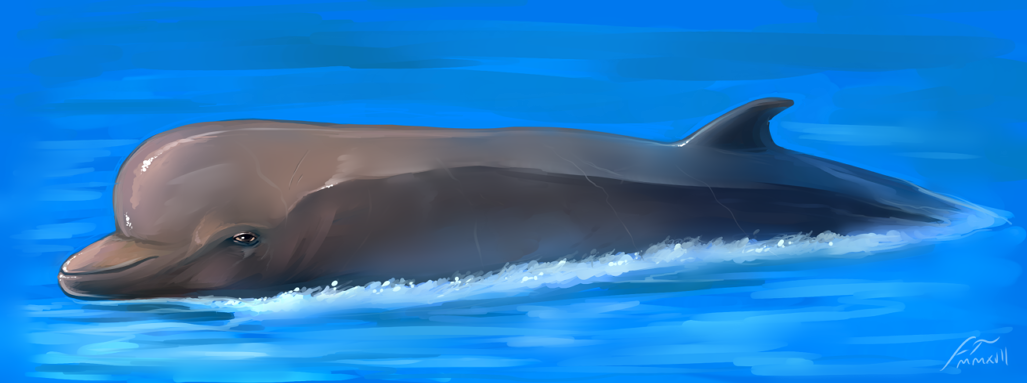 ambiguous_gender beady_eyes cetacean delphinoid dorsal_fin feral fin grey_body imperatorcaesar mammal marine mouth_closed partially_submerged side_view signature solo toothed_whale water