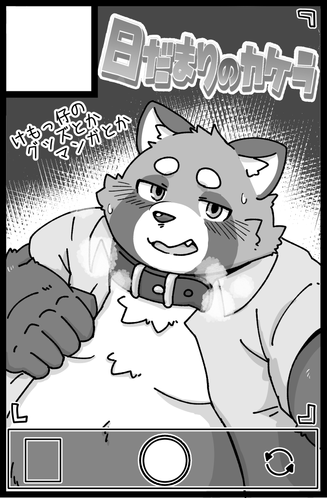 2024 ailurid anthro belly big_belly blush clothed clothing collar japanese_text kemono kotadash male mammal moobs open_clothing open_shirt open_topwear overweight overweight_male red_panda shirt solo text topwear