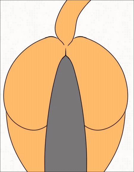 2022 alpog21_(artist) animated anthro black_dildo black_nose blue_eyes butt digital_media_(artwork) domestic_cat ears_down ears_up felid feline felis genitals green_tail_tip loop male mammal nude orange_butt orange_ears orange_legs orange_tail penis pivoted_ears riding_dildo riding_toy sex short_playtime simple_background solo tail_motion tongue tongue_out trod
