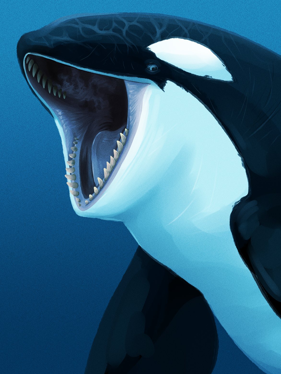 ambiguous_gender black_body black_sclera blue_background blue_eyes cetacean delphinoid feral hi_res imperatorcaesar looking_aside mammal marine oceanic_dolphin open_mouth orca simple_background solo tan_teeth three-quarter_view tongue toothed_whale white_body