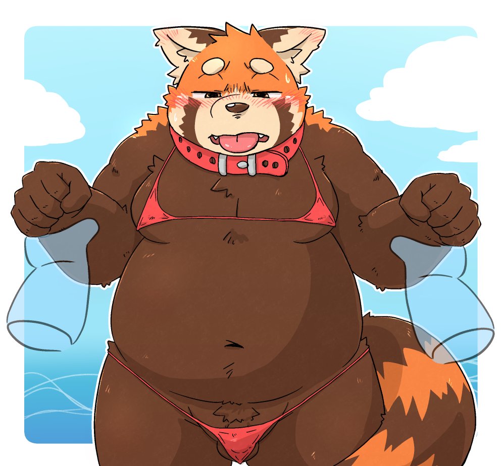 2022 ailurid anthro balls belly big_belly bikini blush brown_body clothed clothing crossdressing duo genitals humanoid_hands kemono kota&acute; male mammal moobs navel overweight overweight_male red_panda solo_focus swimwear tongue tongue_out