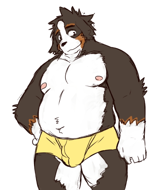 2023 anthro belly bernese_mountain_dog black_body blush brown_body bulge canid canine canis clothing domestic_dog humanoid_hands inuryu kemono male mammal molosser moobs mountain_dog navel nipples overweight overweight_male solo swiss_mountain_dog underwear white_body