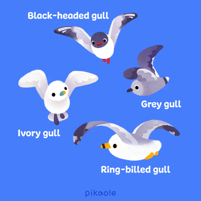 animal_focus beak bird bird_wings black-headed_gull black_wings blue_background empty_eyes english_text feathered_wings feathers flying grey_feathers grey_gull grey_wings gull ivory_gull looking_afar looking_ahead looking_up no_humans no_sclera orange_eyes original pikaole red_eyes ring-billed_gull seabird seagull signature simple_background solid_circle_eyes solid_eyes white_feathers white_wings wings yellow_eyes