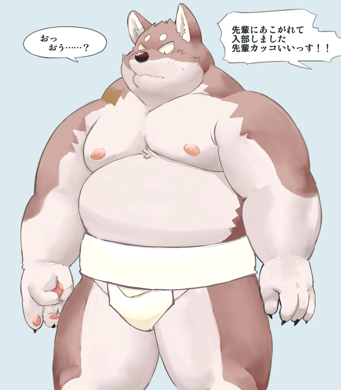 2023 anthro asian_clothing belly big_belly blush brown_body canid canine canis clothing domestic_dog east_asian_clothing humanoid_hands japanese_clothing japanese_text kemono male mammal mawashi meg_hoi moobs nipples overweight overweight_male solo sumo text