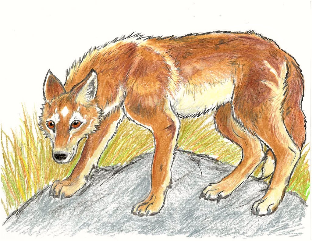 all_fours ambiguous_gender brown_eyes canid canine canis coyote dragoness31 feral fur mammal orange_body orange_fur outside rock side_view solo