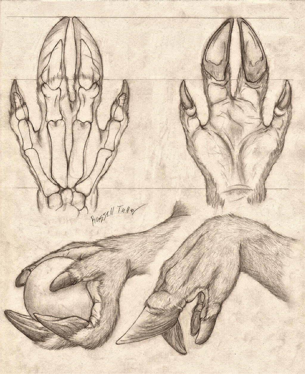 4_fingers anatomy anthro bone cloven_hooves deer diagram fingers graphite_(artwork) hi_res high-angle_view hooved_fingers hooves internal mammal model_sheet multiple_poses paws pose russell_tuller side_view signature sketch traditional_media_(artwork) view_from_below