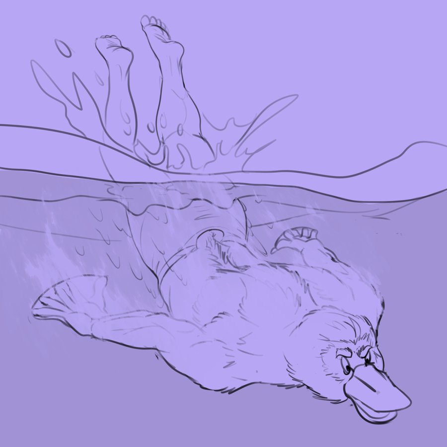 1:1 awarebear beak clothed clothing diving feet feral fur fur_growth growth humanoid male mammal membrane_(anatomy) mid_transformation monotreme muscular muscular_male platypus purple_background simple_background solo splash topless torn_clothing water webbed_hands were wereplatypus