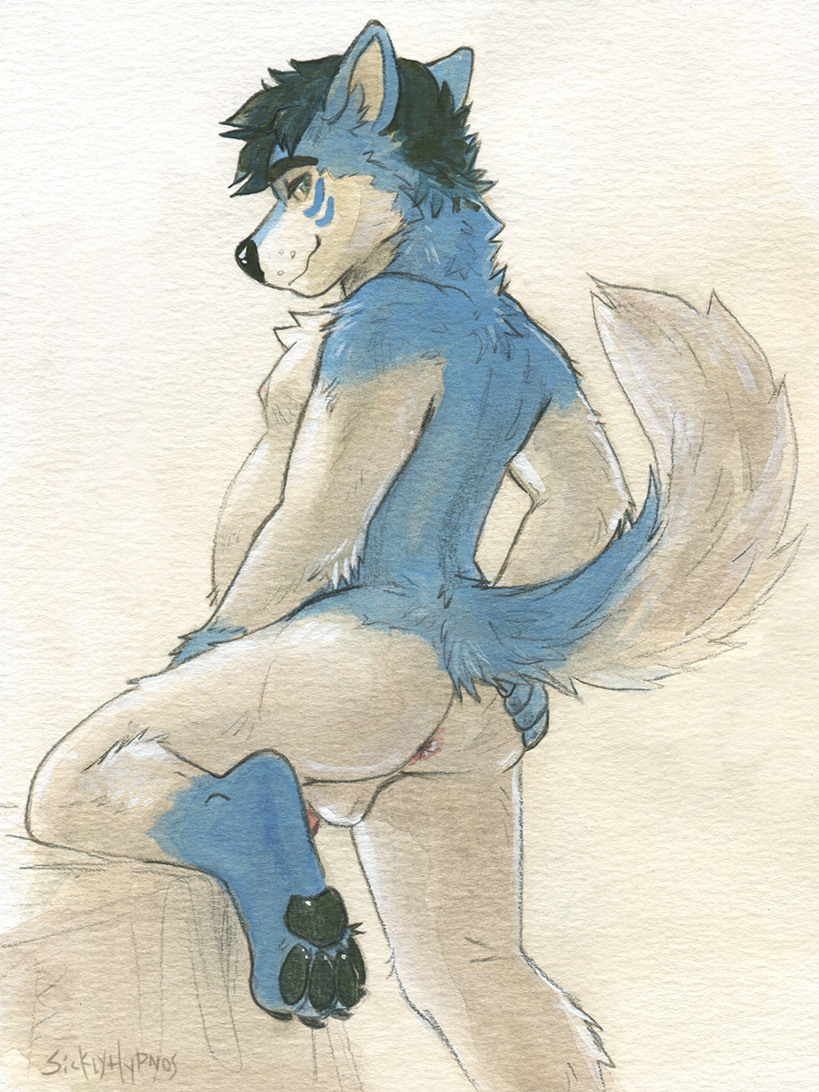 anthro anus butt canid canine canis chubby_male domestic_dog hi_res husky hybrid looking_at_viewer looking_back male mammal nordic_sled_dog paws raised_tail rear_view sicklyhypnos slightly_chubby solo spitz spread_butt spreading tail wintie wolf