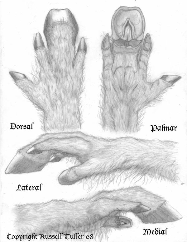 4_fingers anatomy anthro diagram english_text equid equine fingers graphite_(artwork) high-angle_view hooved_fingers hooves horse mammal model_sheet paws russell_tuller side_view sketch text traditional_media_(artwork) view_from_below