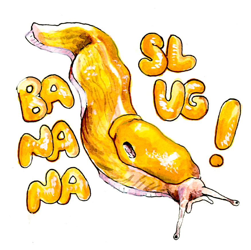 ambiguous_gender banana_slug english_text feral gastropod goat-soap mollusk slug solo text traditional_media_(artwork)