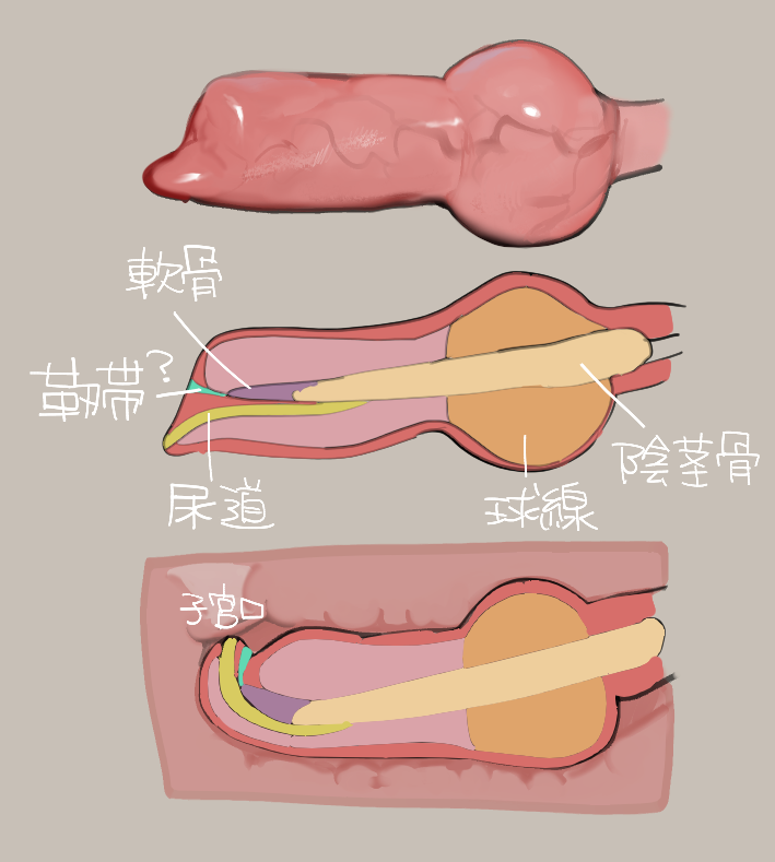 2023 anatomy animal_genitalia animal_penis canid canine canine_genitalia canine_penis digital_media_(artwork) erection genitals glistening glistening_genitalia glistening_penis grey_background knot liteu male mammal penetration penis pink_penis side_view simple_background tagme text translation_request vein