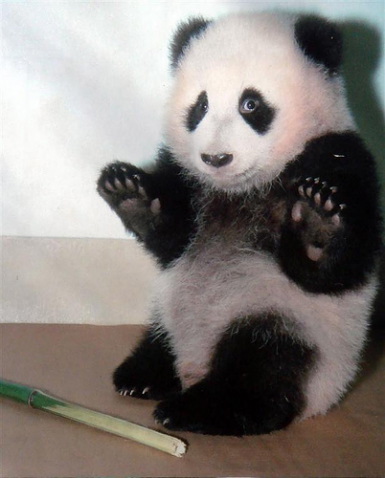 bamboo lowres no_humans panda