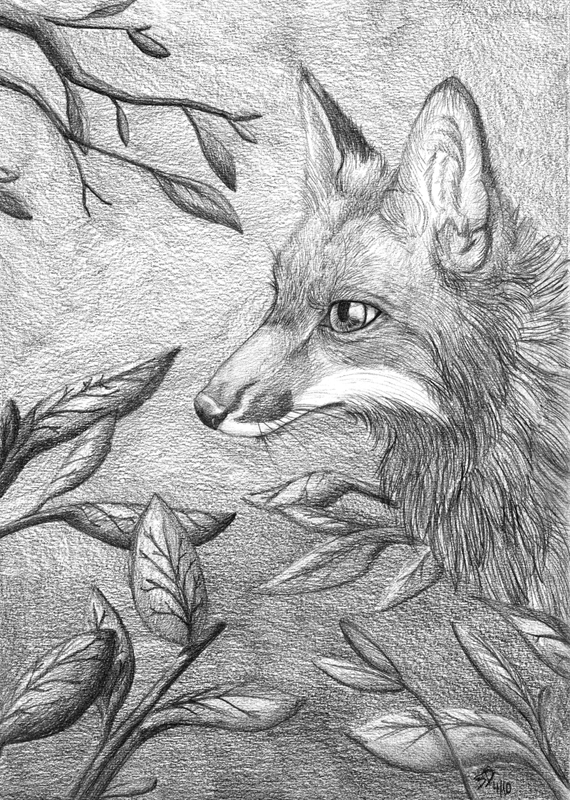 2010 black_and_white blackdiaraikia canine female feral forest fox graphite headshot monochrome tree vixen vixey