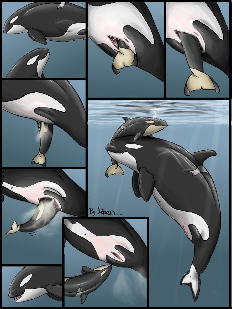 animal cetacean dolorcin female feral lactating mammal marine orca pregnancy pregnant pussy whale