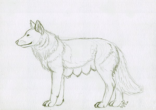 female feral fur mammal mixxiwuff plain_background teats white_background wolf