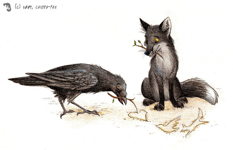 2009 avian bird canine culpeofox drawing feral fox peace raven