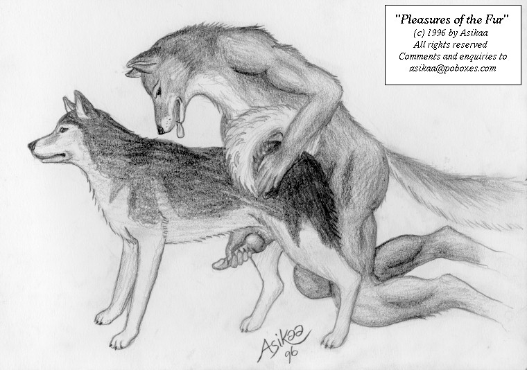 1996 animal anthro anthro_bestiality asikaa canine dog feral gay husky interspecies male penis tongue vintage wolf