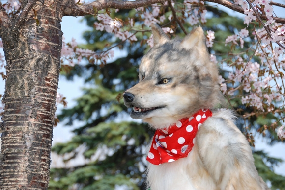 bandanna canine fangs fursuit mammal nature outside real realistic tree unknown_artist wolf wood yellow_eyes