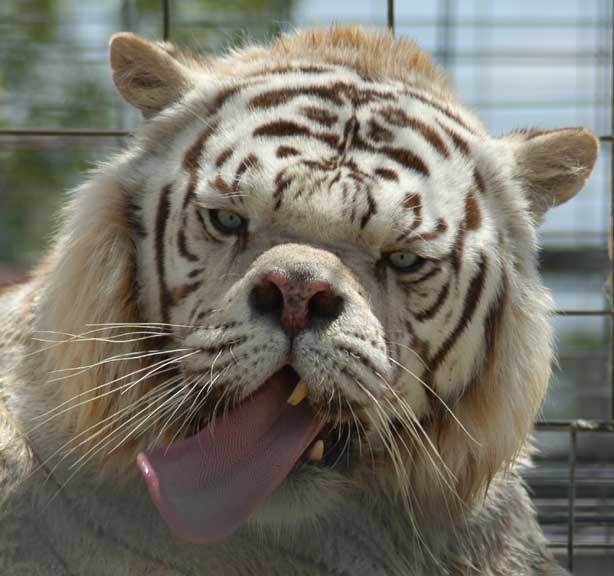 feline feral photo real retarded tiger tongue