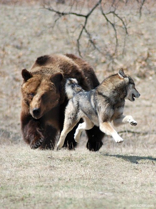 bear canine chase chasing eye_contact feral looking_at_each_other looking_back mammal outside photo real running scared unknown_artist wilderness wolf
