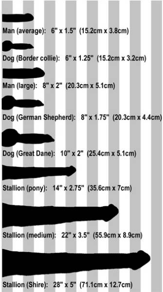 canine chart comparison disembodied_penis dog educational equine greyscale horse horsecock human knot monochrome penis the_more_you_know