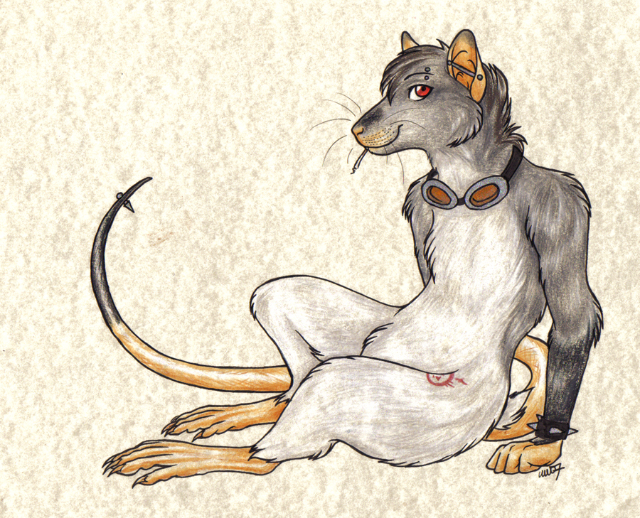 male rat rodent solo wingedwolf