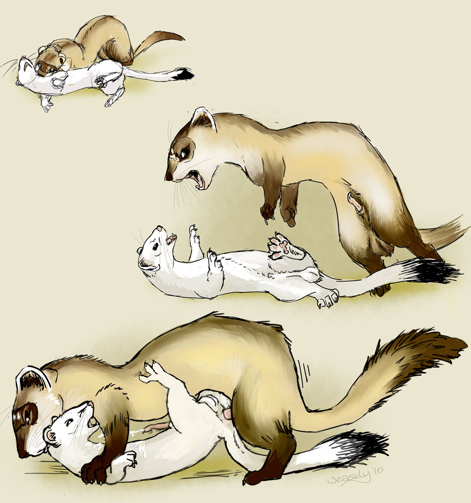 anal anal_penetration bite cum domination feral ferret gay hands-free male mustelid mustelidae orgasm penetration pounce rape stoat weasel weasely