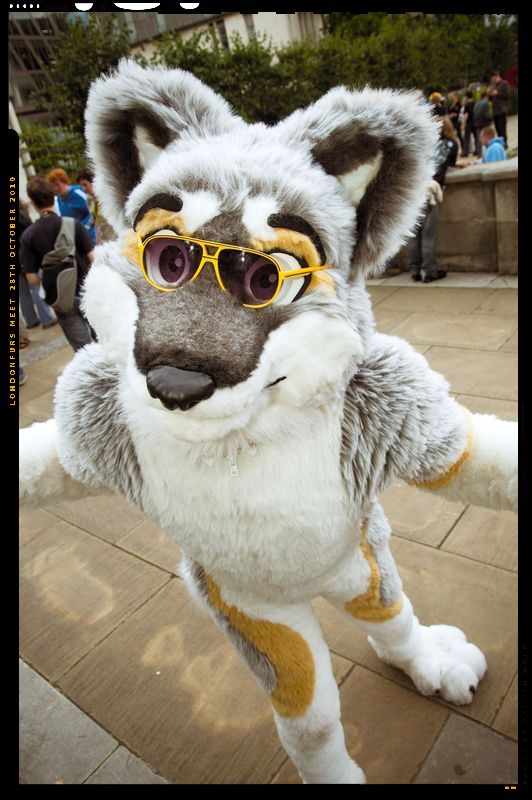 canine dog eyewear fursuit husky looking_at_viewer male mammal real solo sunglasses unknown_artist