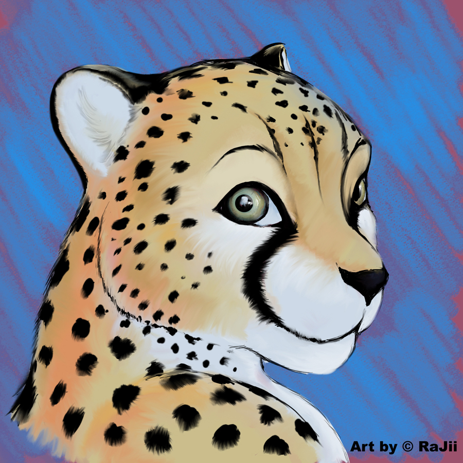2007 cheetah feline male rajii solo