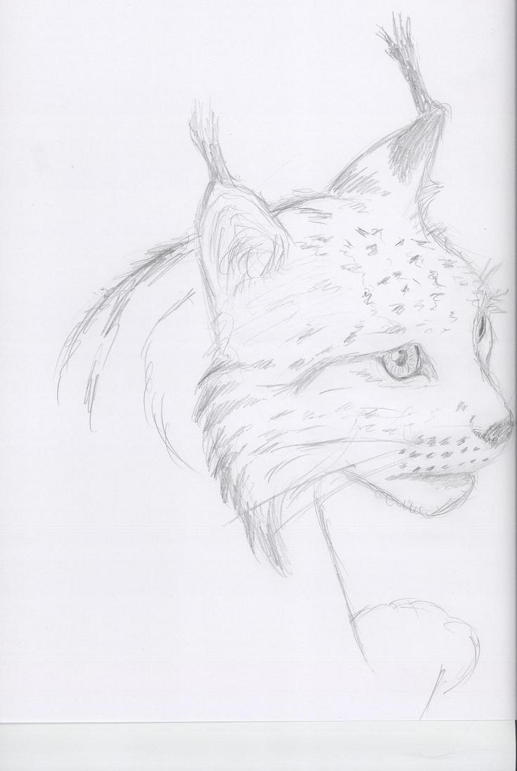 bobcat ears kampfisken lynx mammal monochrome nose pencil plain_background sketch whiskers white_background