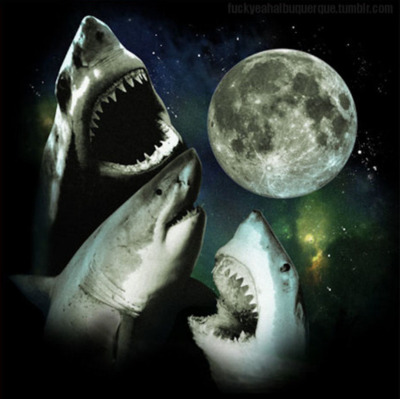 awesome fish great_white_shark marine meme moon shark stars three_shark_moon three_wolf_moon unknown_artist
