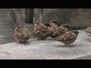 birds feral fight fighting gif real unknown_artist
