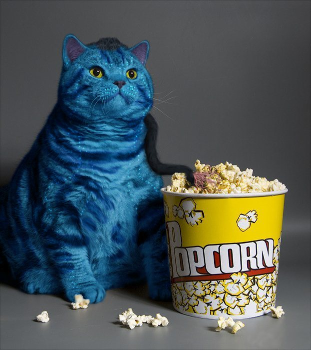 avatar blue cat fat feline feral photo photoshop popcorn sync_with_popcorn