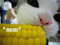 animated black_and_white cat corn corncob cute eating feline feral food gif looking_at_viewer loop monochrome nom_nom_nom real