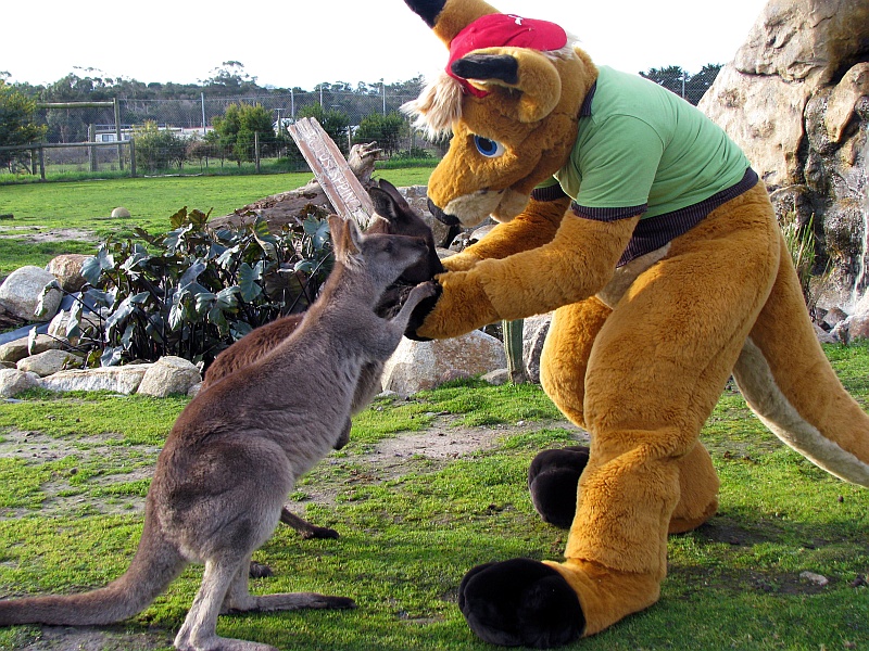 baseball_cap beige_countershading beige_hair bipedal blue_eyes brown_fur cosplay countershading cute day fence feral fingerless_(marking) full-length_portrait fur fursuit grass green_shirt grey_fur group hand_holding hat kangaroo leaning leaning_forward mammal marsupial outside oz_kangaroo ozkangaroo_(character) real rock side_view standing tan_fur thick_tail toeless_(marking) unknown_artist zoological_gardens