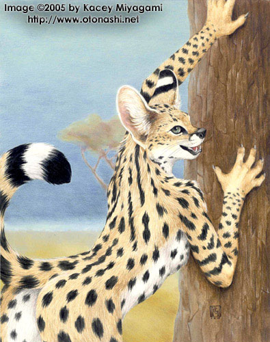 butt feline female kacey looking_at_viewer nude savannah serval solo tree