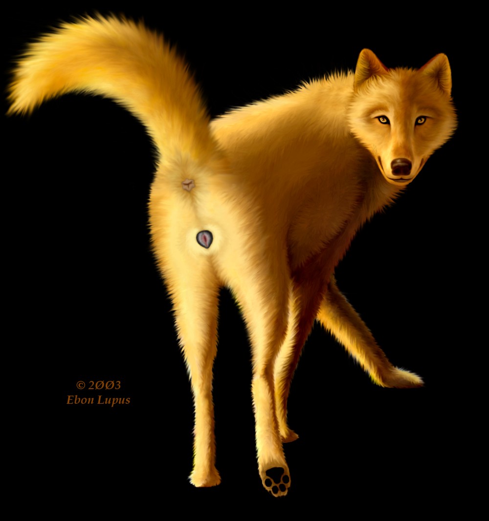 anatomically_correct anus canine canine_pussy ebon_lupus female feral hindpaw in_heat looking_back paws pussy raised_tail solo tail wolf
