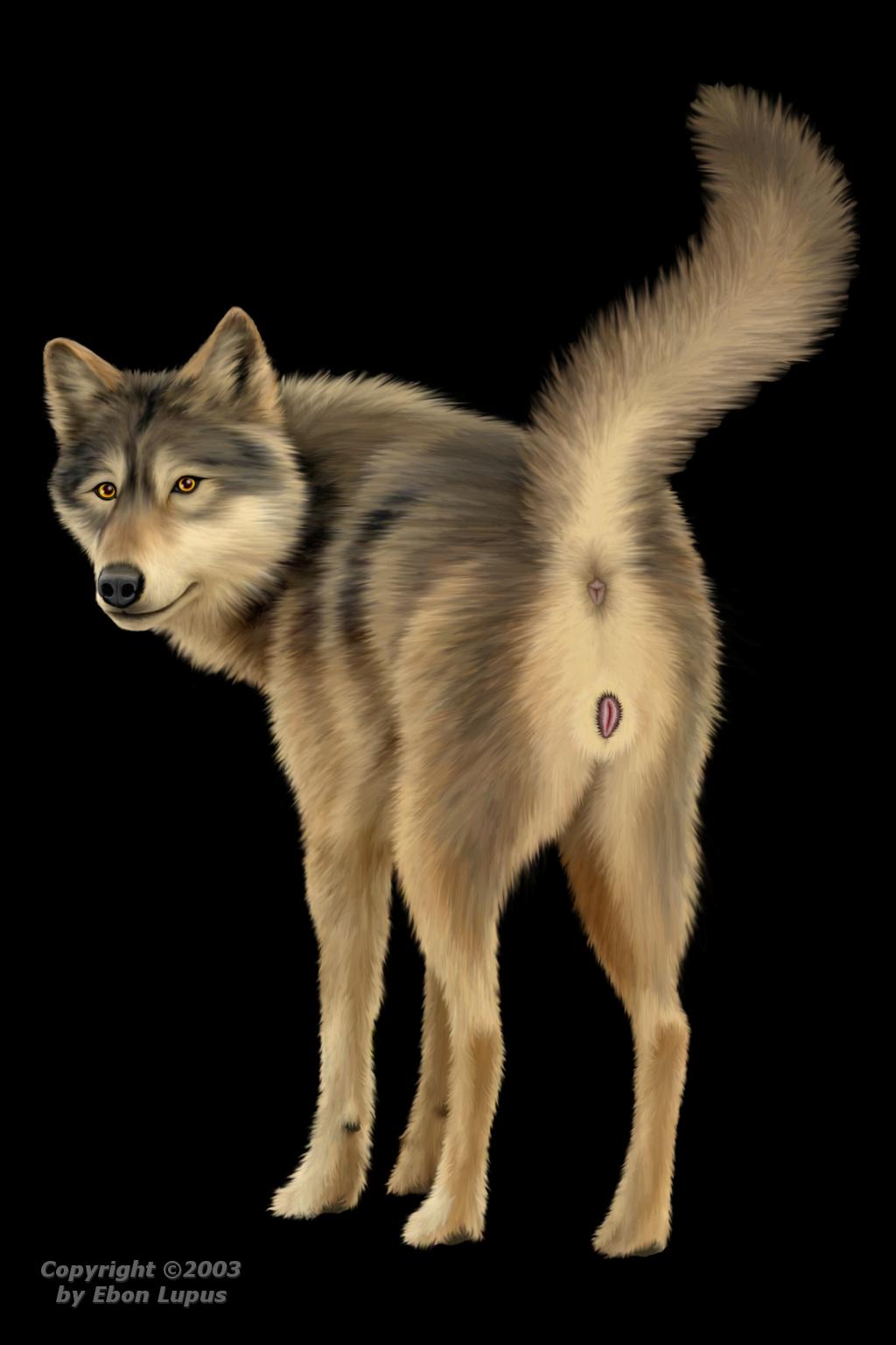 anatomically_correct anus canine canine_pussy cyber ebon_lupus feral looking_back photorealism pussy solo tail wolf