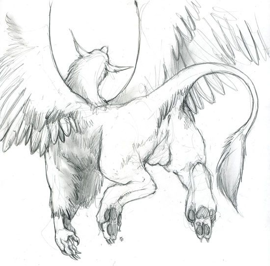 anus avian balls butt feral gryphon hindpaw male paws raised_tail solo tail wings