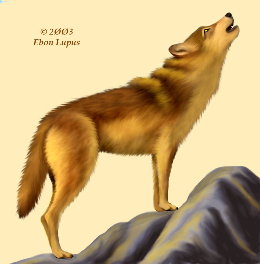 canine ebon_lupus feral howl photorealism solo wolf