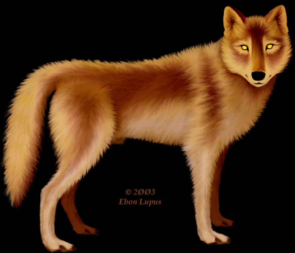 canine ebon_lupus feral photorealism solo wolf