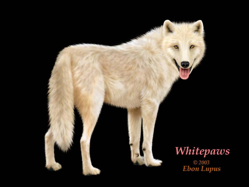 canine ebon_lupus feral looking_back photorealism solo tail white whitepaws wolf