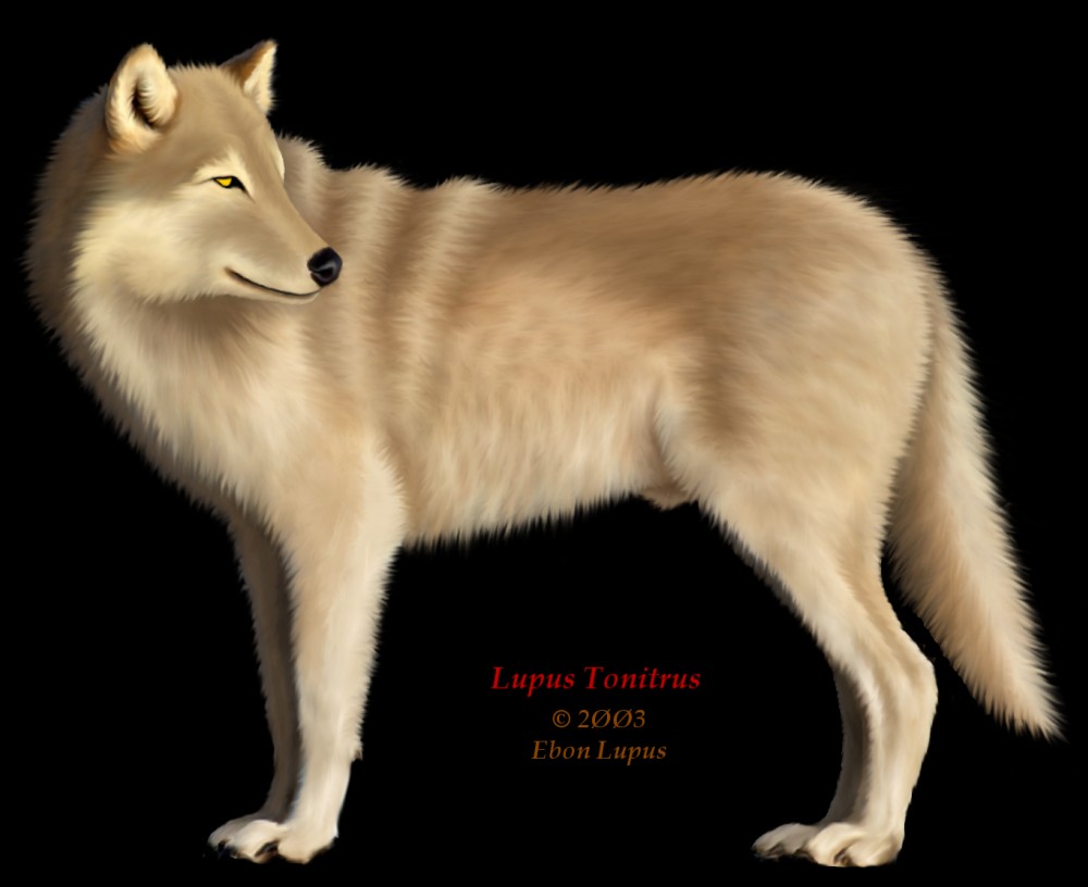 canine ebon_lupus feral male photorealism solo thunder wolf