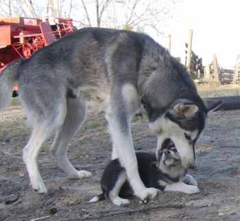 canine cub cute dog feral head_nom husky malamute mammal nom om_nom_nom omnomnom photo puppy real unknown_artist vore young